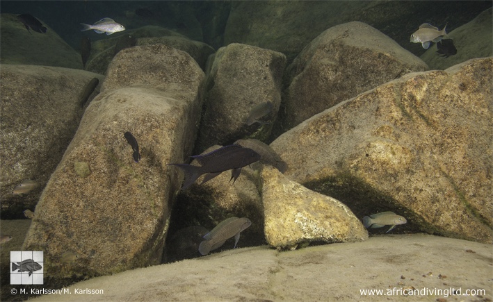 Neolamprologus christyi 'Molwe'